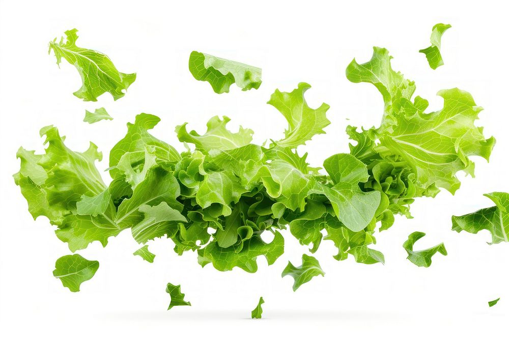 Lettuce leaves vegetable salad plant.