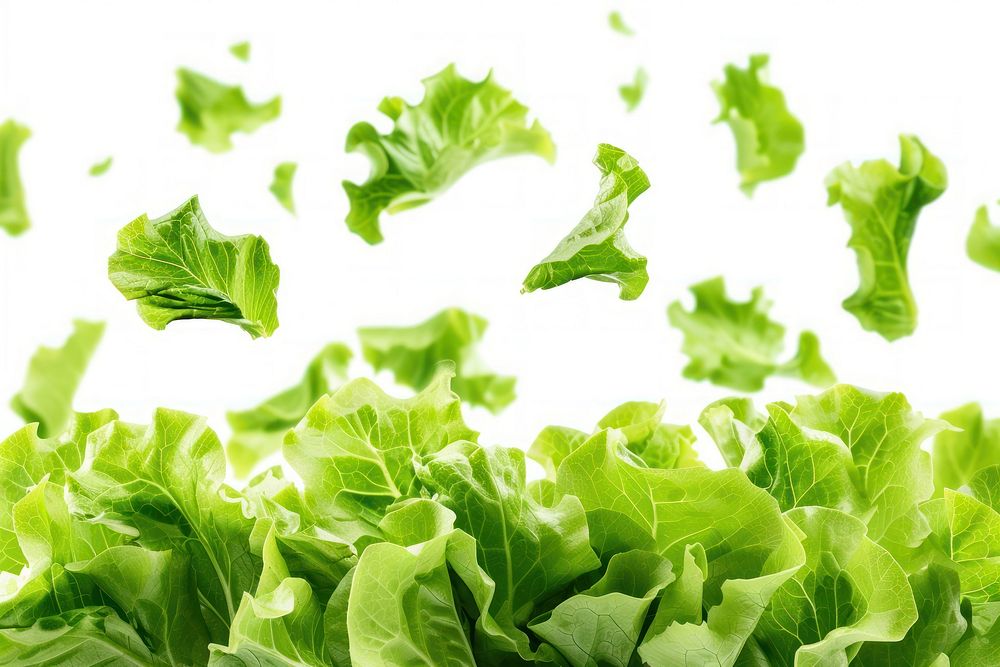 Lettuce leaves backgrounds vegetable salad.