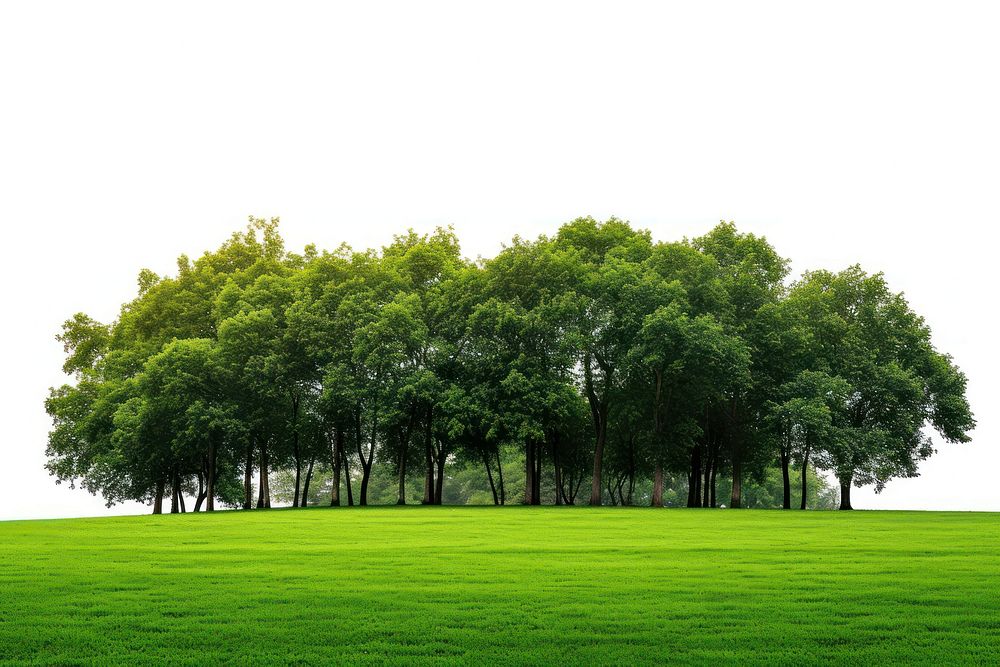 Green park green landscape outdoors.