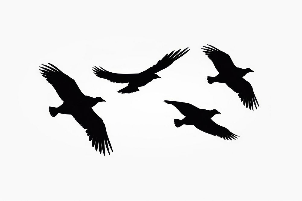 3 birds flying silhouette drawing animal.