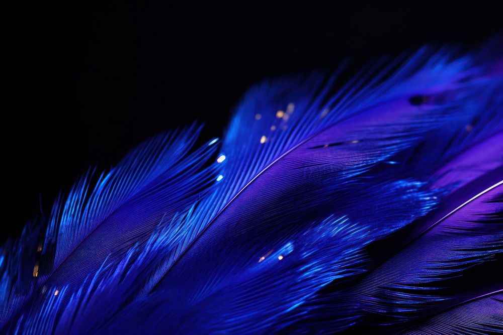 Splendid fairy wren bird feather sparkle light glitter backgrounds blue black background.