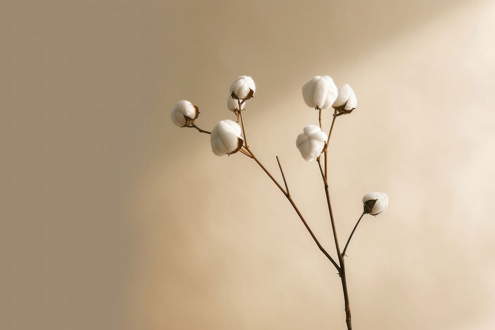 Cotton bud flower plant white.