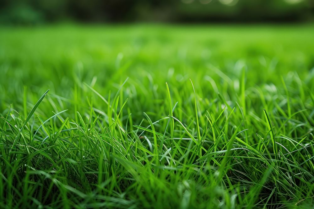 Extreme close up of lawn backgrounds grass plant.