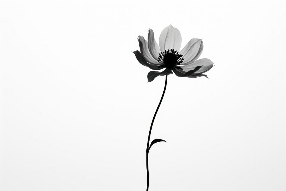 Silhouette flower petal plant.