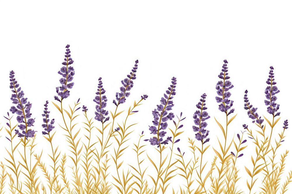 Lavender Linear vector gold flower purple plant.