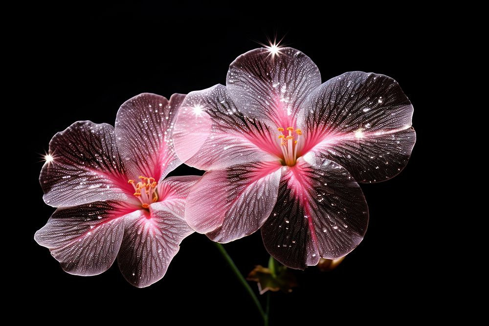 Pink primrose sparkle light glitter blossom flower petal.