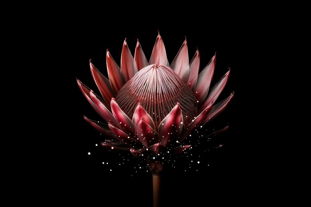 Protea sparkle light glitter fireworks flower petal.