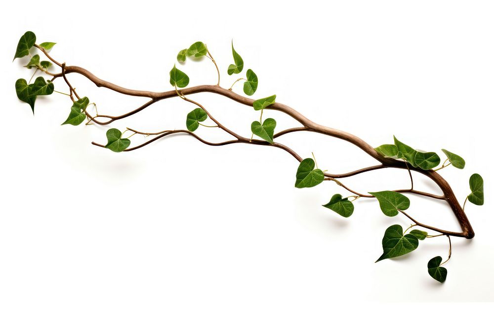 Twisted vines with leaf plant ivy white background.