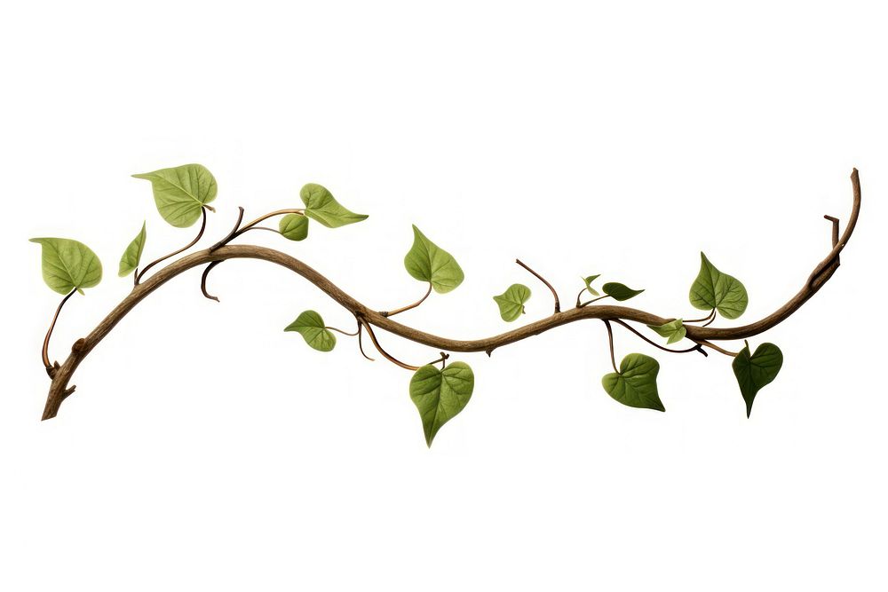 Twisted vines with leaf plant white background branch.
