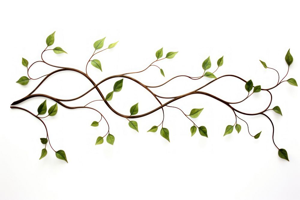 Twisted vines with leaf plant wall white background.