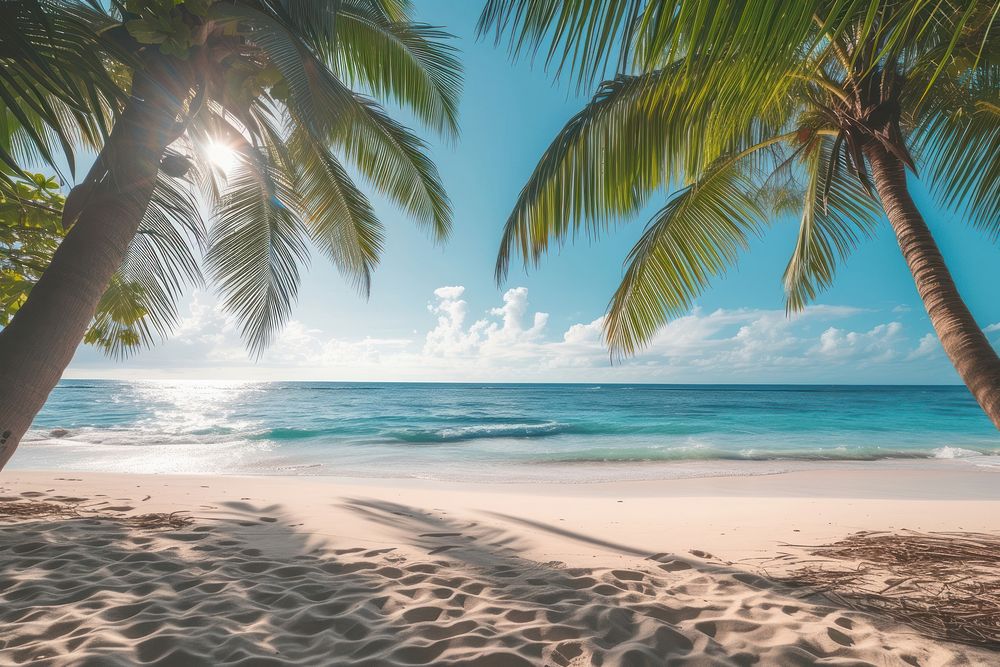 Beach with palm trees ocean landscape outdoors.