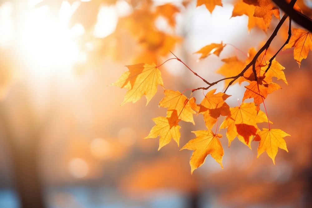 Autumn maple leaves backgrounds sunlight branch.