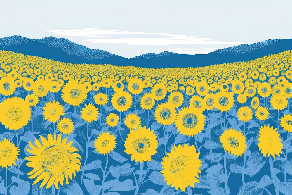 Yellow and blue of sunflower field outdoors nature plant.