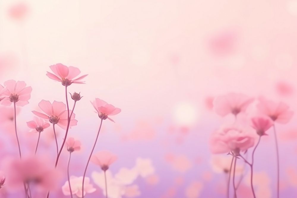 Flower gradient background backgrounds outdoors blossom.