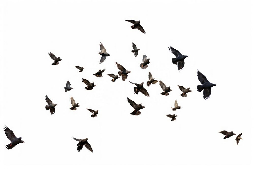 Flocks of flying pigeons flock animal bird.