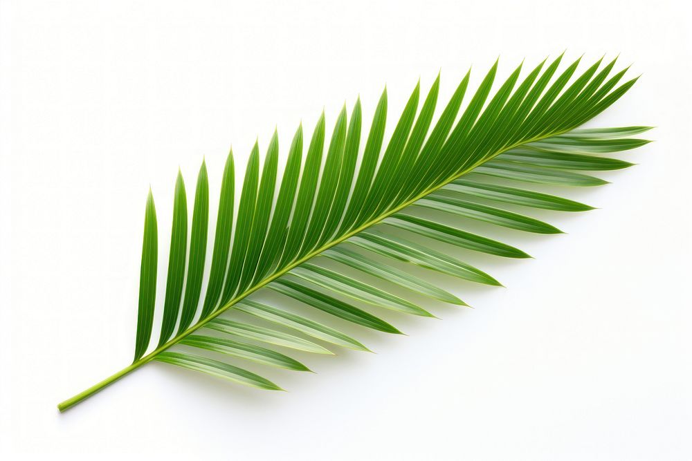 Palm leaf plant green tree.