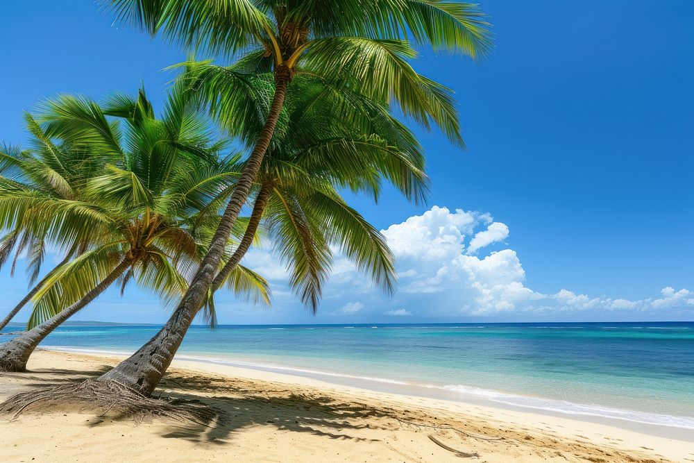 Beach with palm trees ocean outdoors horizon.