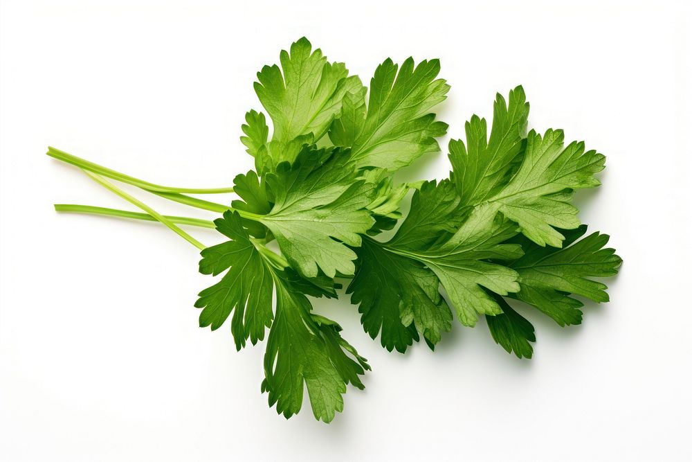 Parsley plant herbs white background.