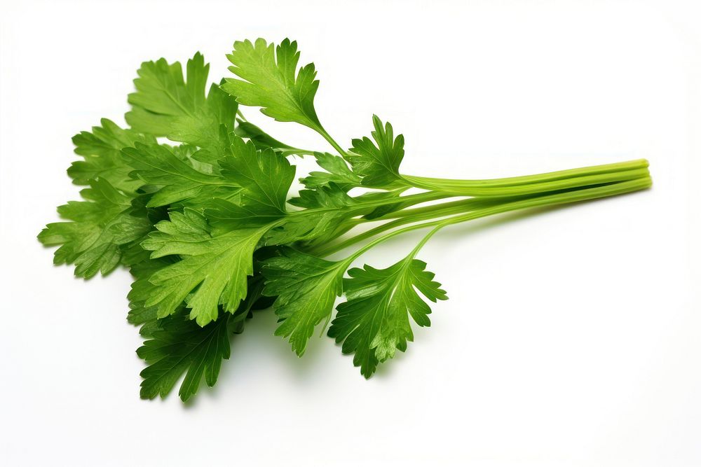 Parsley plant herbs white background.