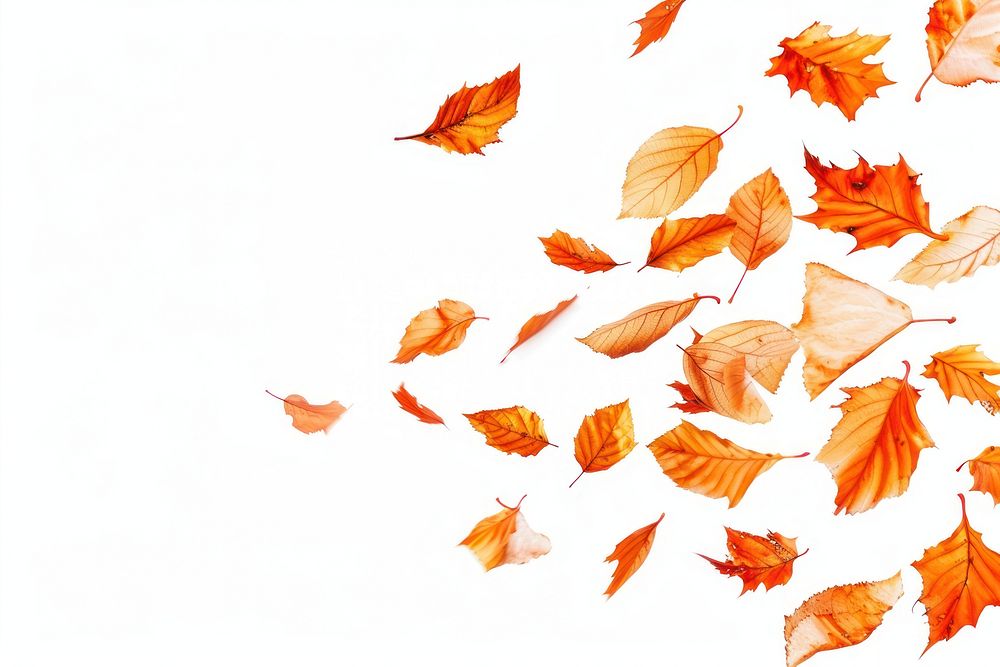 Autumn leafs backgrounds falling autumn.