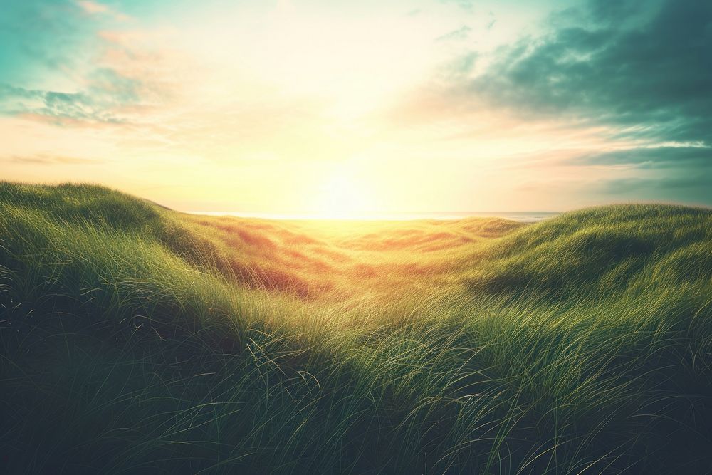 Beautiful green dune field landscape background sun grassland sunlight.
