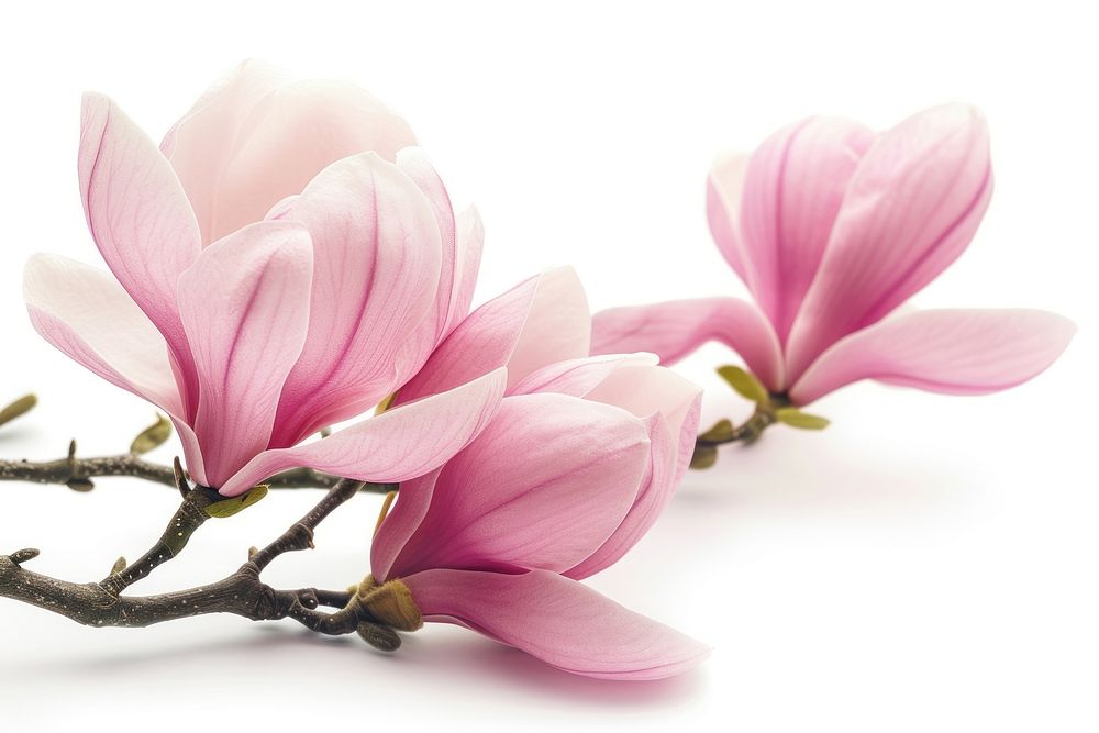 Pink magnolia blossom flower petal.