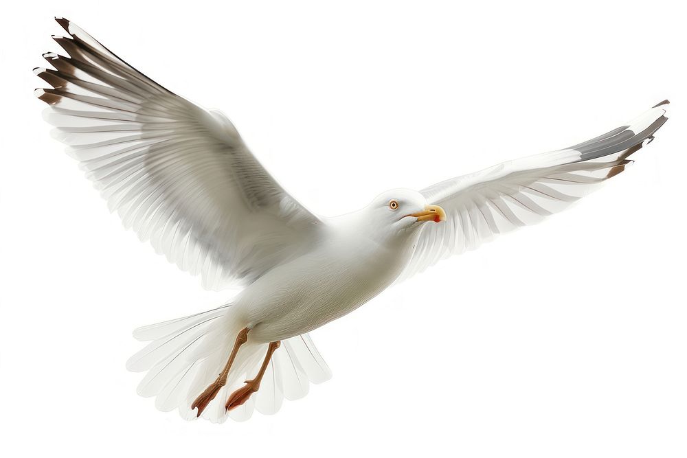Beautiful seagull flying animal white bird.