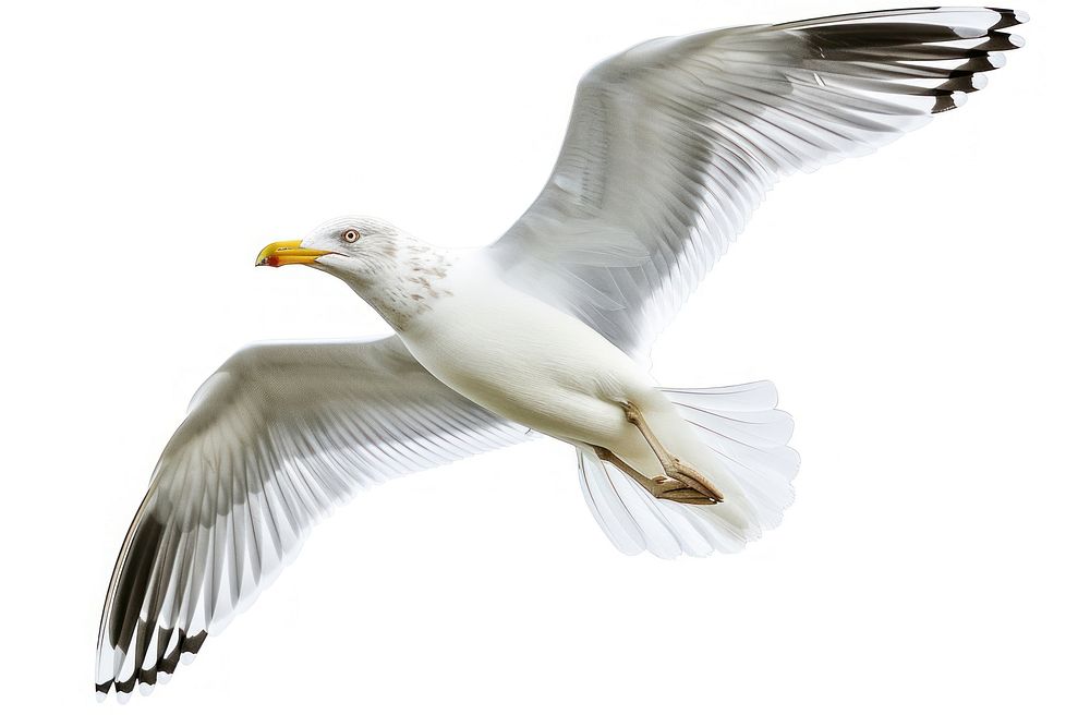 Beautiful seagull flying animal white bird.