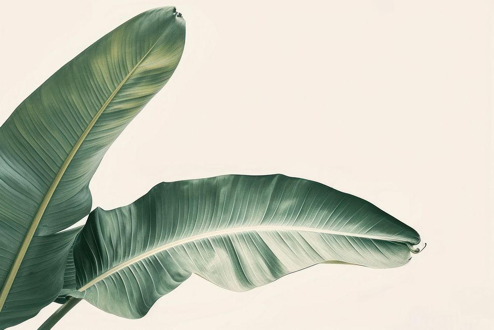 Botanical illustration banana leaf plant backgrounds xanthosoma.