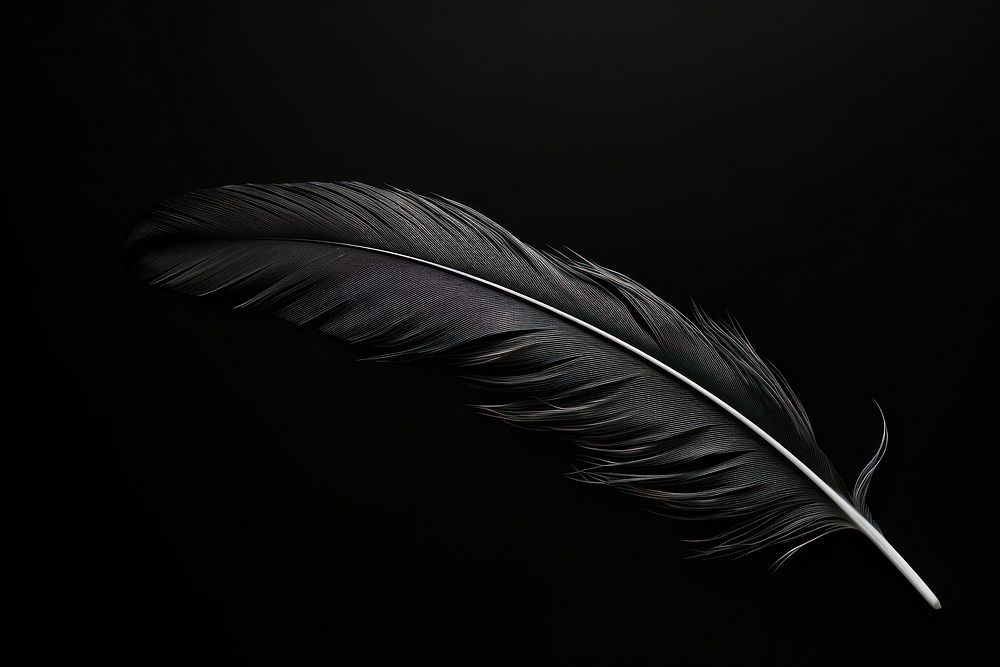 *Black feather* black background lightweight.