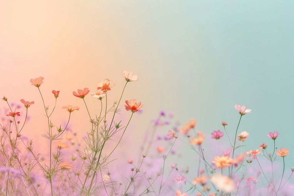 Tiny wildflowers gradient background backgrounds outdoors blossom.