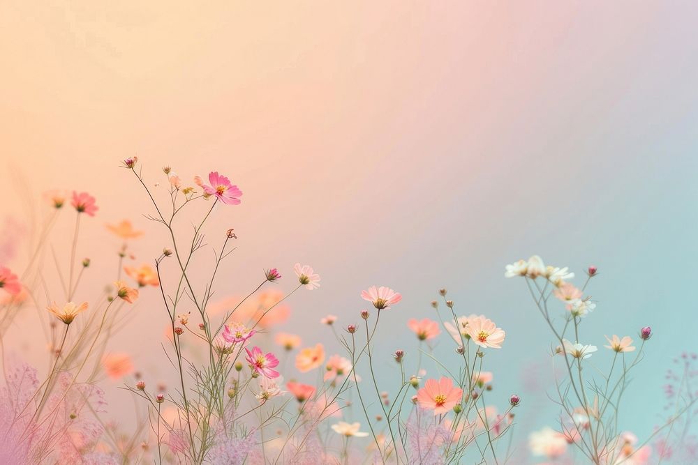 Tiny wildflowers gradient background backgrounds outdoors blossom.