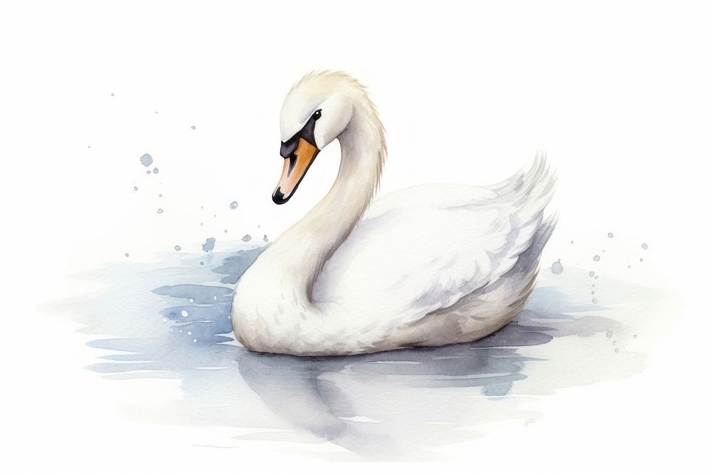 Swan swan animal white.