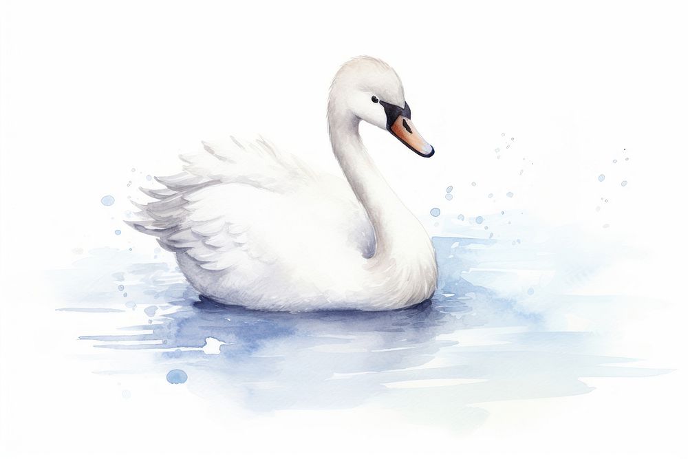Swan swan animal white.