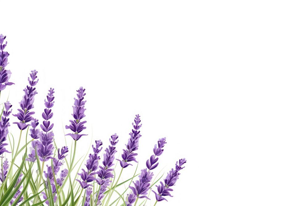Lavender border lavender backgrounds flower.