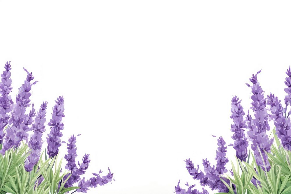 Lavender border lavender backgrounds blossom.