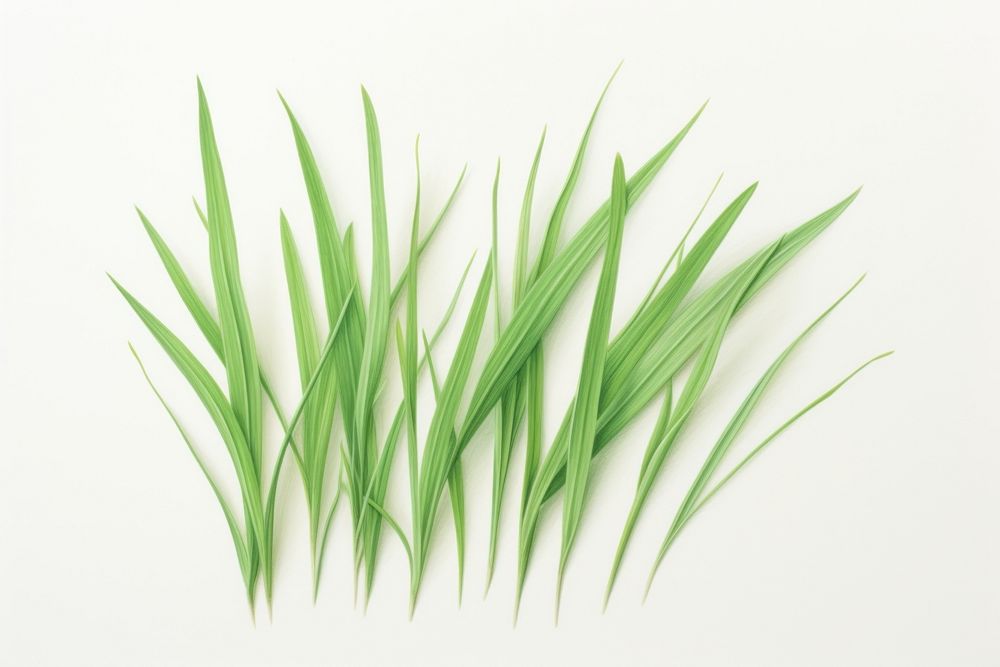Grass grass plant green.