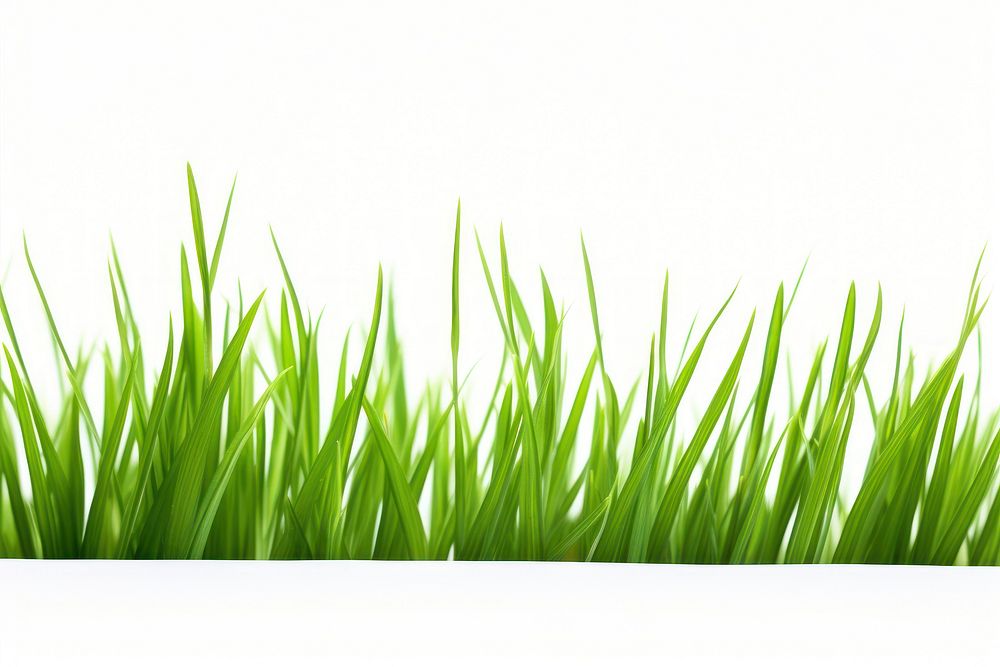 Blade of grass backgrounds plant green.