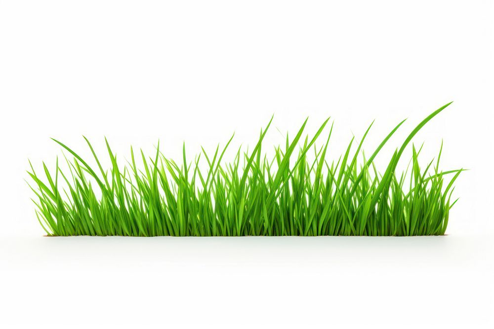 Blade of grass plant lawn white background.