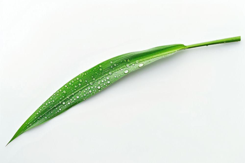 Blade of grass plant green leaf.