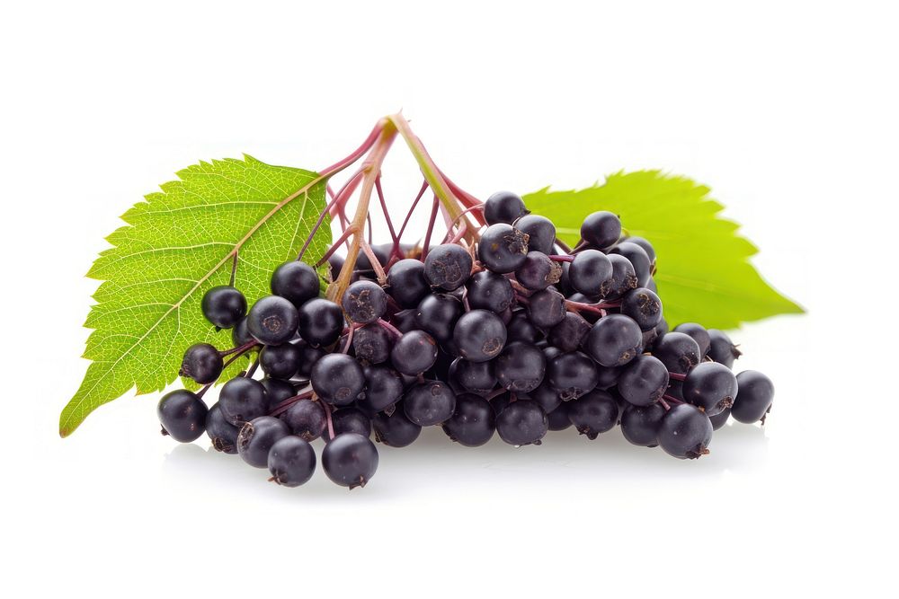 European elderberry blueberry grapes fruit.