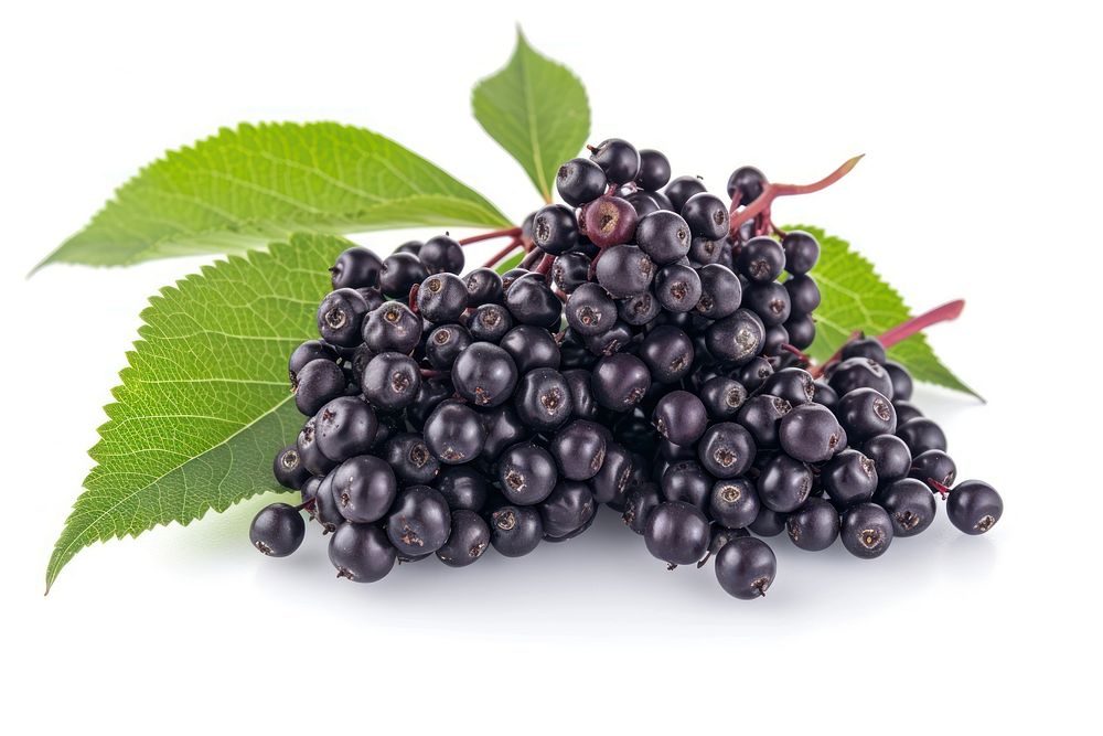 European elderberry blackberry blueberry fruit.