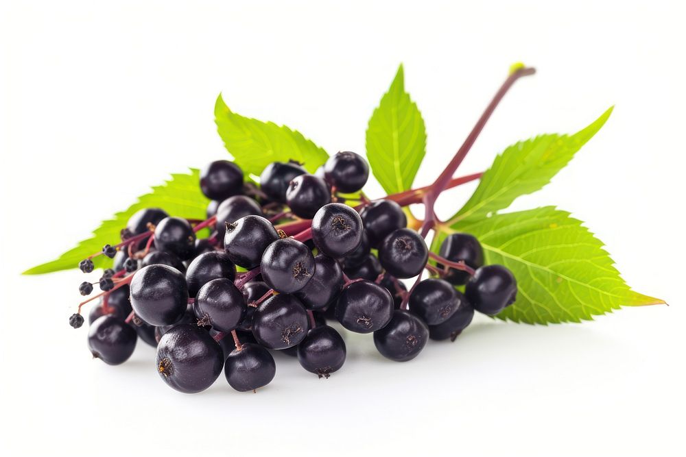 European elderberry blueberry grapes fruit.