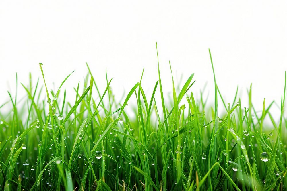 Grass with dew backgrounds plant green.