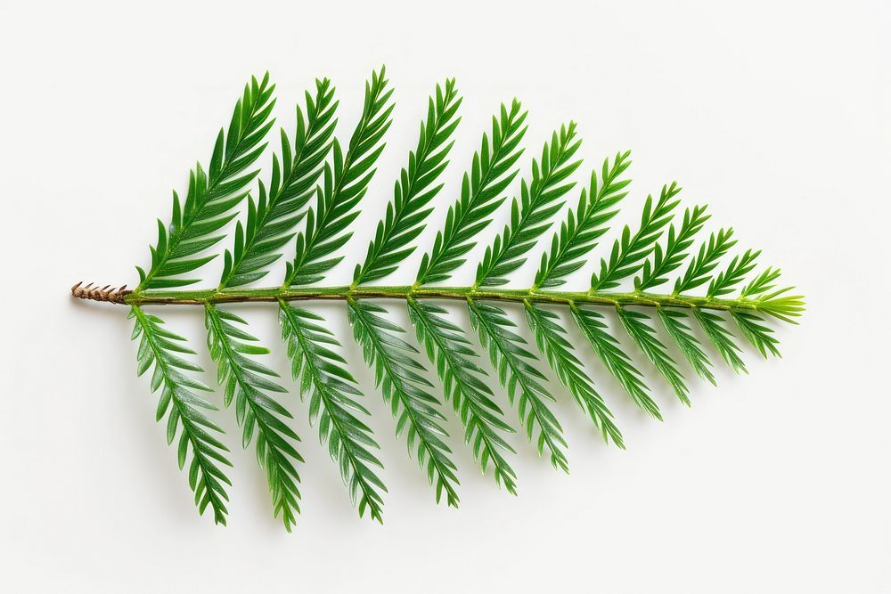 Pine tree leave plant leaf fern.