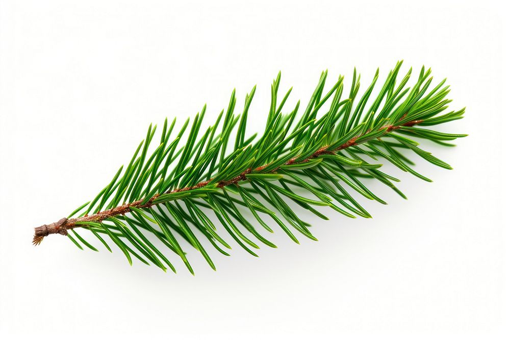 Pine tree leave plant fir white background.