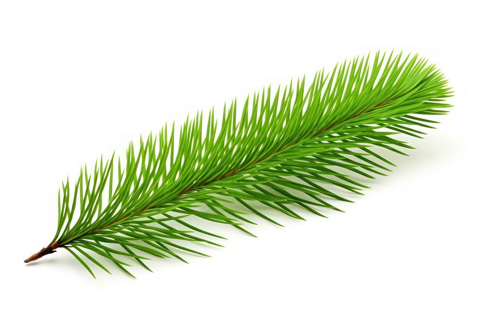 Pine tree leave spruce plant leaf.
