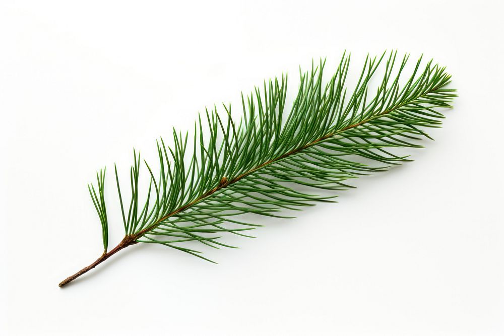Pine tree leave plant fir white background.