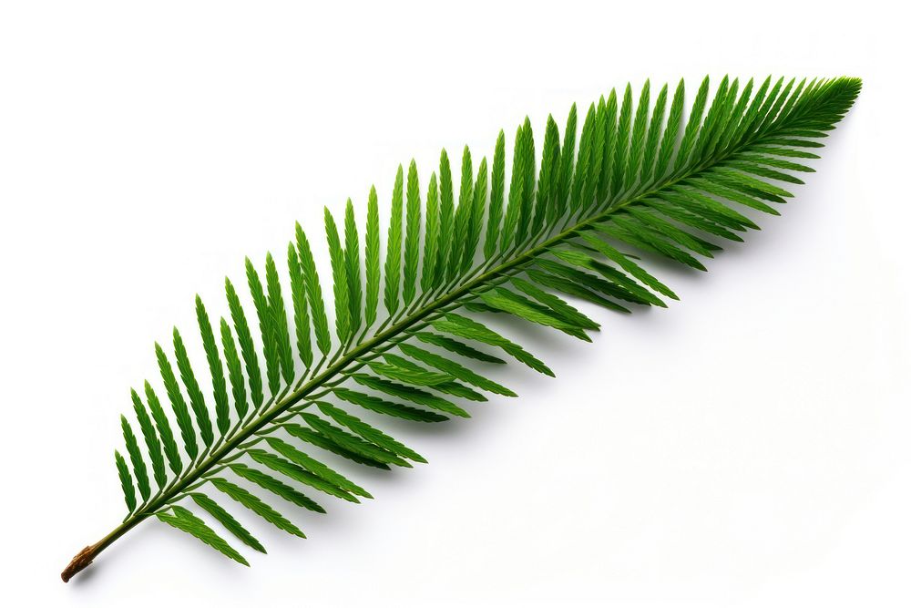 Pine tree leave plant leaf fern.