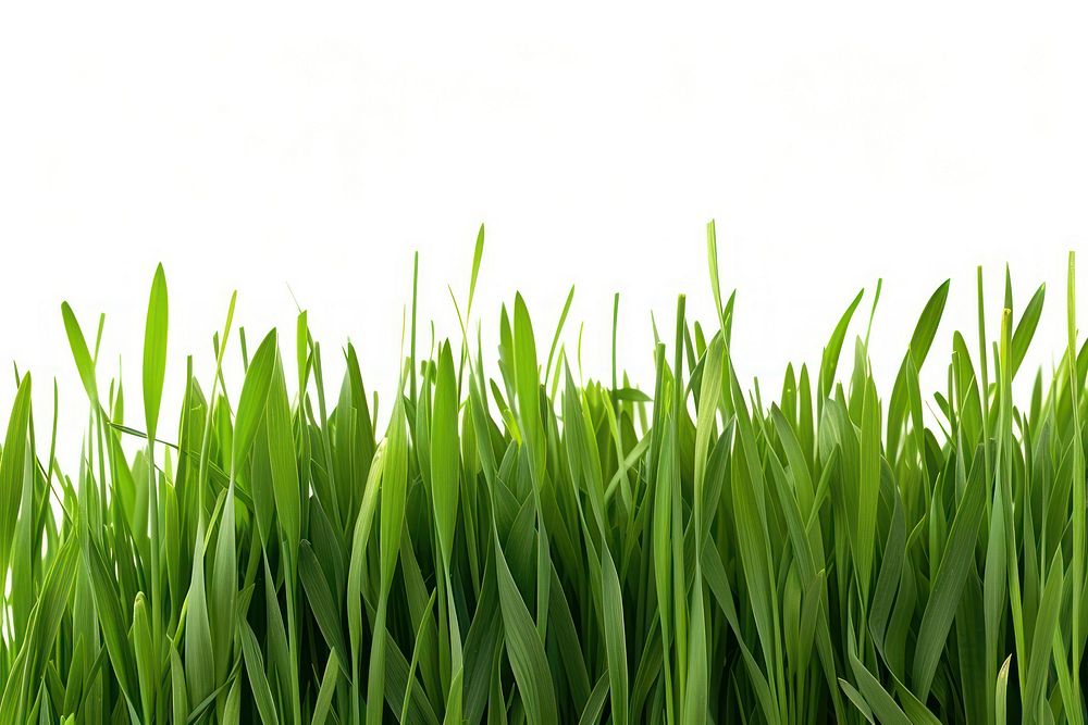 Wheatgrass backgrounds plant green.